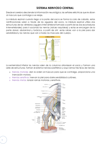 SNC-y-vascularizacion.pdf
