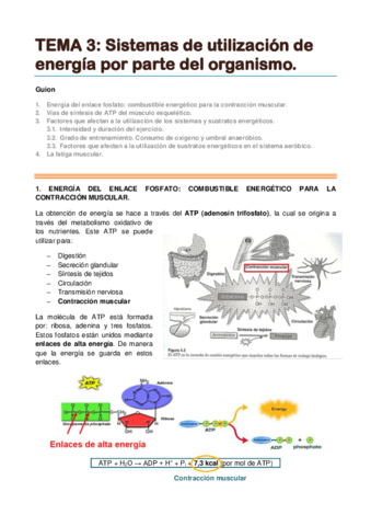TEMA 3. Sistemas de utilización de energía por parte del organismo.pdf