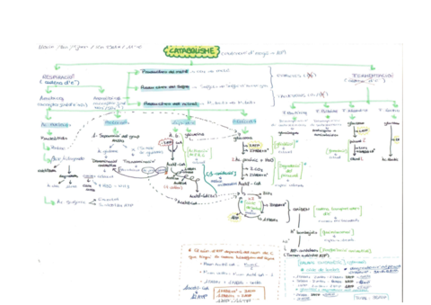Catabolisme-esquema.pdf