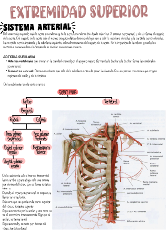 Sistema-arterial-y-venoso-de-la-extremidad-superior.pdf