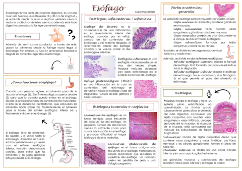 Esquemas-Esofago-y-Estomago.pdf