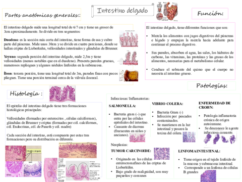 Intestino-delgado.pdf