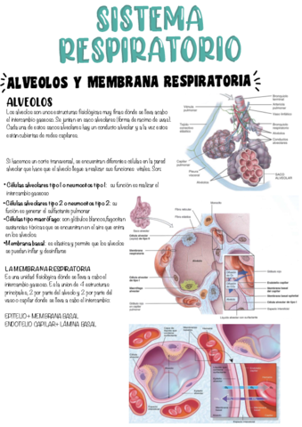 T6-Sistema-Respiratorio-.pdf