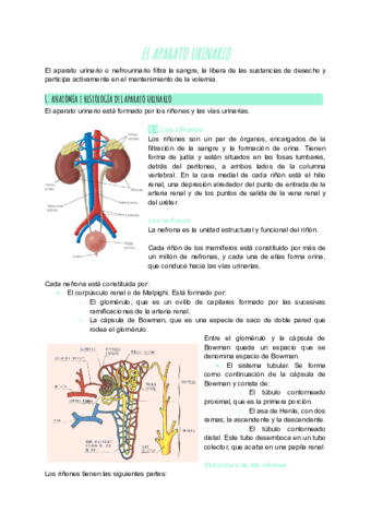 el-aparato-urinario-2.pdf