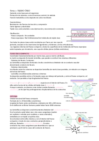 Tema-7-tejido-oseo.pdf