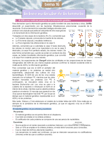 Tema-16-La-base-molecular-de-la-herencia.pdf