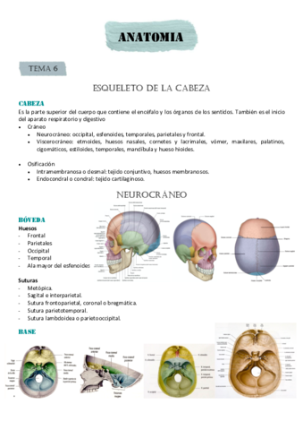 ESQUELETO-DE-LA-CABEZA.pdf