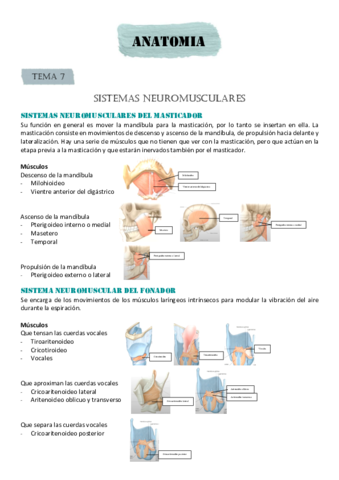 SISTEMAS-NEUROMUSCULARES.pdf
