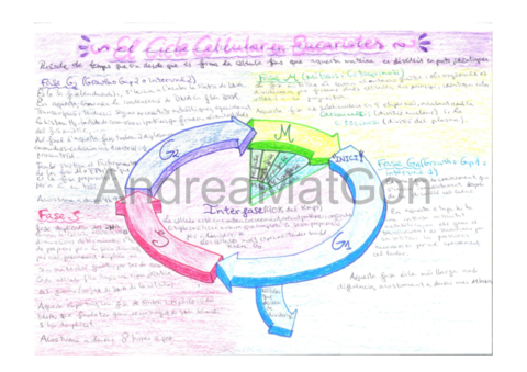 Quadre-Cicle-CellularAndreaMatGon.pdf