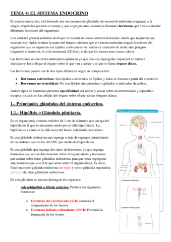 Sistema-endocrino-1o-Bach.pdf