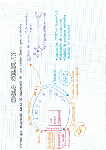 Ciclo-celular.pdf