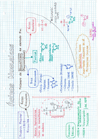 Acidos-nucleicos.pdf