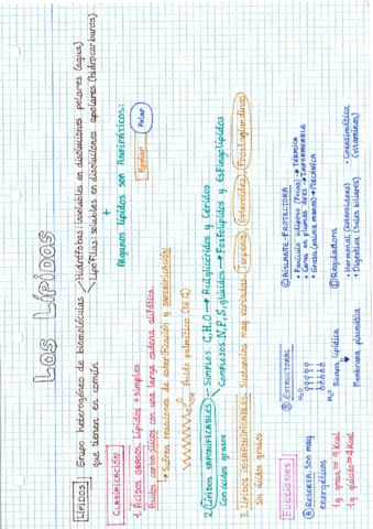 Los-lipidos.pdf