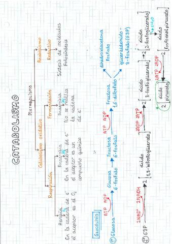 Catabolismo.pdf