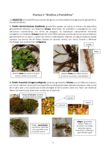 Practica-3-briofitos-y-pteridofitos.pdf