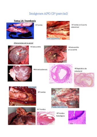 Imagenes-APG-2o-Cuatri.pdf