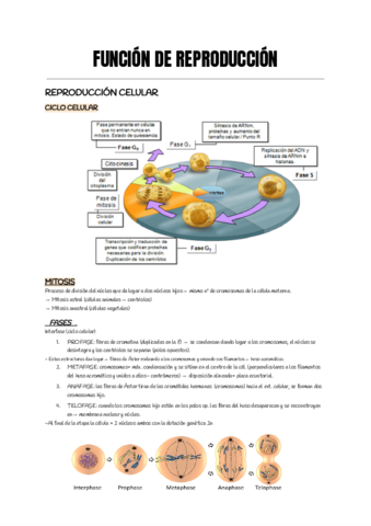 FUNCION-DE-REPRODUCCION-Documentos-de-Google.pdf