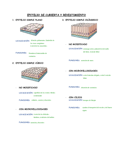 FICHA-TEJIDO-EPITELIAL.pdf