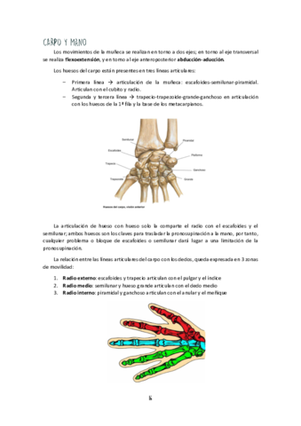 Unidad-II-Carpo-y-Mano.pdf