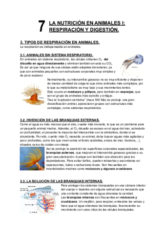 7-Nutricion-en-animales-I-respiracion-y-digestion.pdf