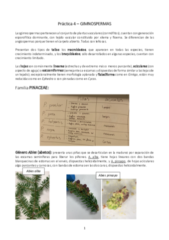 Practica-4-gimnospermas.pdf