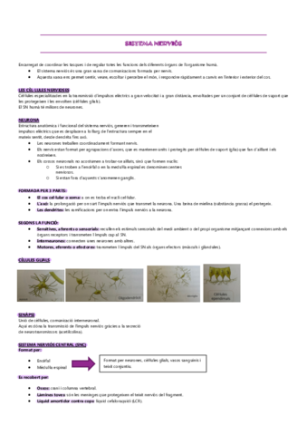 SISTEMA-NERVIOS.pdf