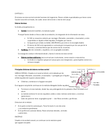 Anatomia-Sistema-nervioso-SNELL.pdf