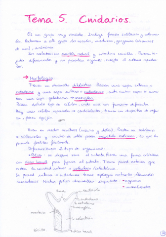 Tema 5 Cnidarios.pdf