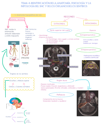 4-anatomia-.pdf