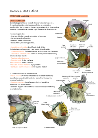 Practica-9-ojo-y-oido.pdf