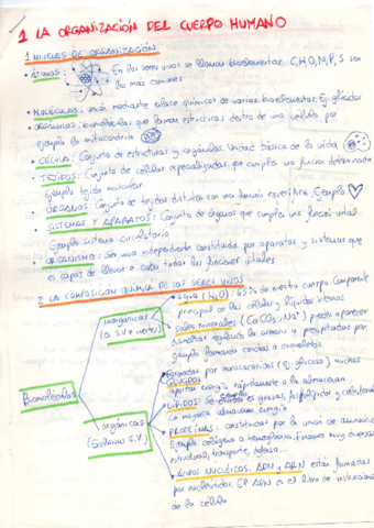 APUNTES-EL-CUERPO-HUMANO.pdf