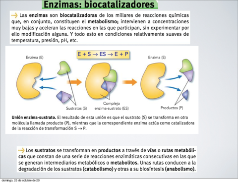 presentacion-enzimas.pdf