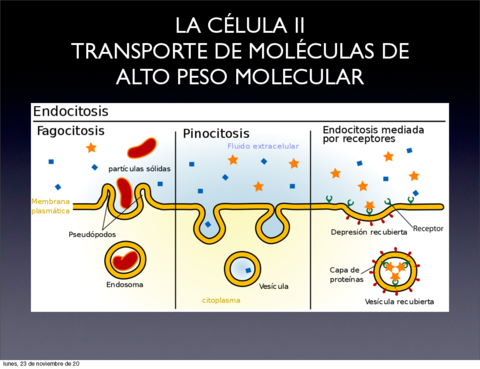 presentacion-2-citologia.pdf