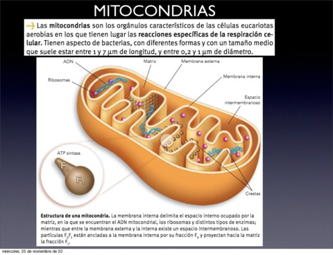 presentacion-3-citologia.pdf