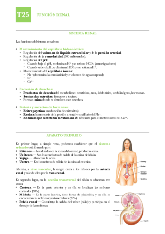 FISIO-T25-Funcion-renal.pdf