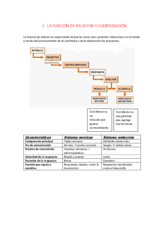 LA-FUNCION-DE-RELACION-Y-COORDINACION.pdf