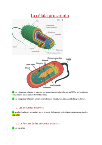 Celula-procariota.pdf
