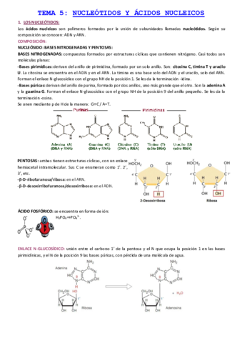 TEMA-5-NUCLEOTIDOS-Y-ACIDOS-NUCLEICOS.pdf