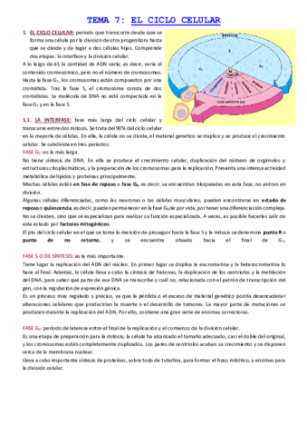 TEMA-7-EL-CICLO-CELULAR.pdf