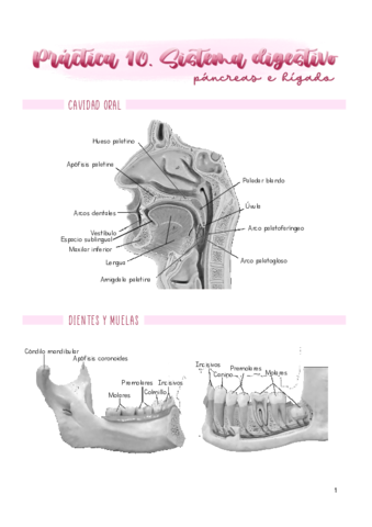 Practica-10.pdf