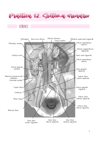 Practica-12.pdf