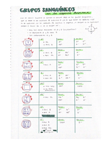 GRUPOS-SANGUINEOS.pdf