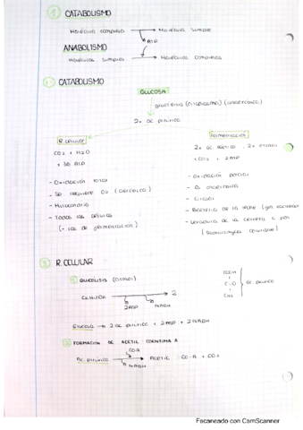 metabolismo-2.pdf