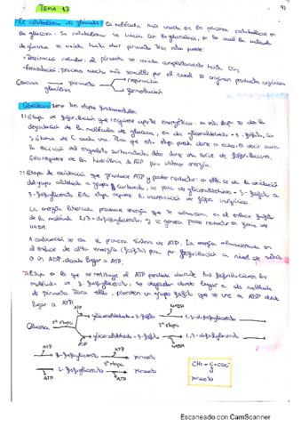 Tema-13-El-catabolismo.pdf