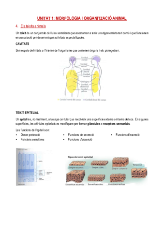 ELS-TEIXITS-ANIMALS-U1.pdf