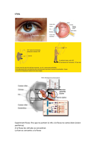 Apunts iluminació.pdf