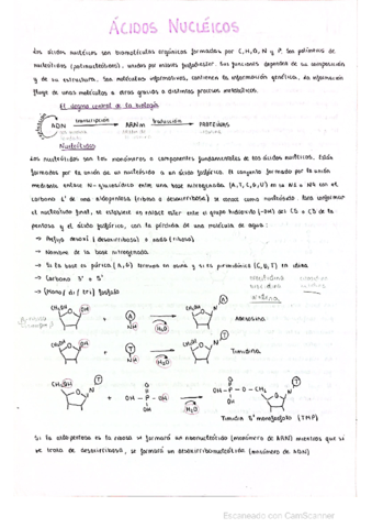 ACIDOS-NUCLEICOS-biologia-2-bach.pdf