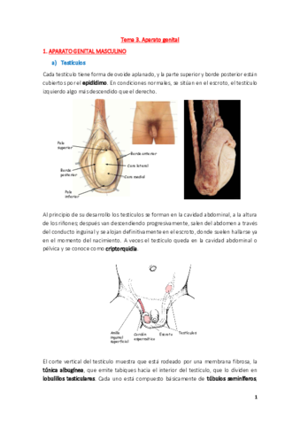 Anatomía Tema-3.pdf