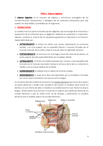 Anatomía Tema-1.pdf