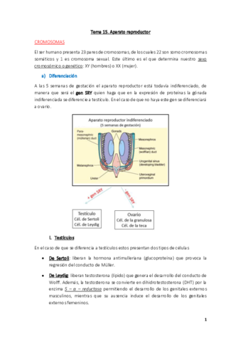 Fisiologia-Tema-15.pdf